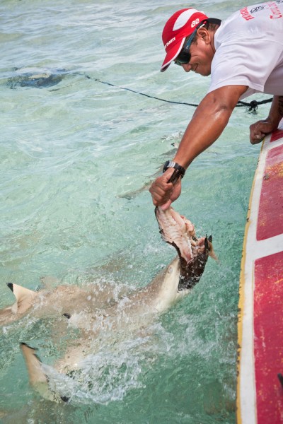 shark photo - David Maroto Foto Viajes